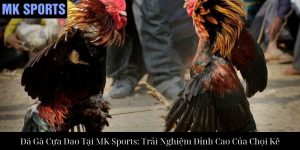 Đá Gà Cựa Sắt Tại MK Sports