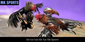 Đá Gà Cựa Dao Tại MK Sports: Trải Nghiệm Đỉnh Cao Của Chọi Kê