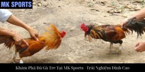 Đá Gà Cựa Dao Tại MK Sports: Trải Nghiệm Đỉnh Cao Của Chọi Kê